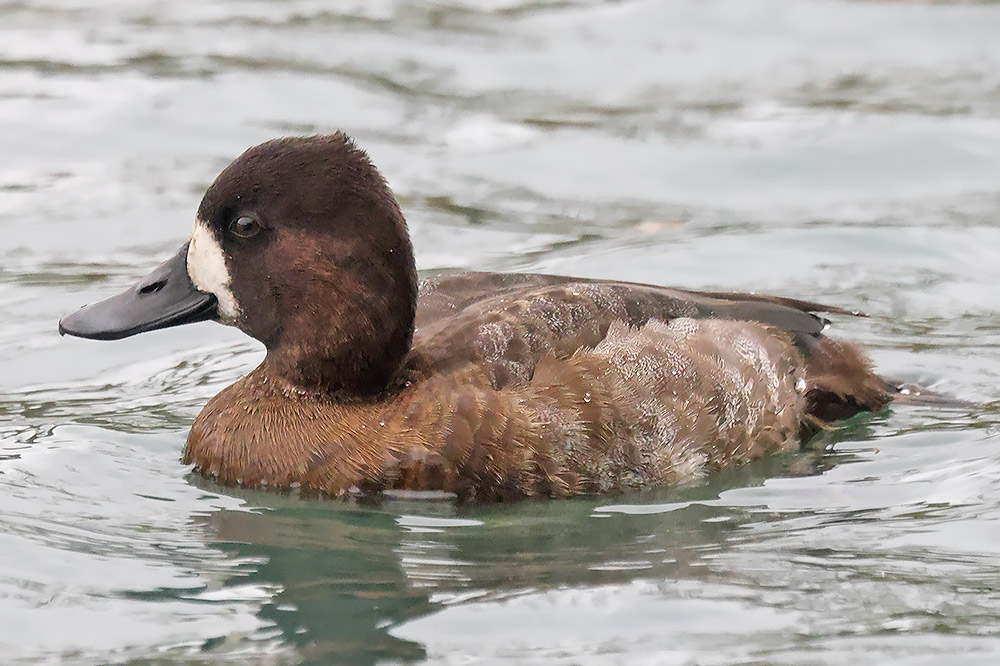 Lesser scaup
